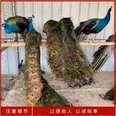 濟(jì)南源虎食品 飼料生產(chǎn)的匠心與創(chuàng)新之路