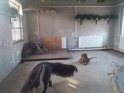 大冷天，天津動(dòng)物園動(dòng)物沒(méi)秋褲怎么過(guò)？第一個(gè)就能讓你笑哭了！
